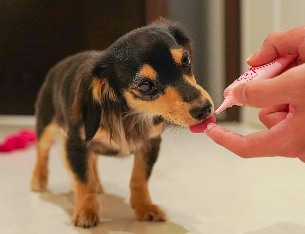 Kenteeth（ケンティス）.愛犬用歯みがきジェル